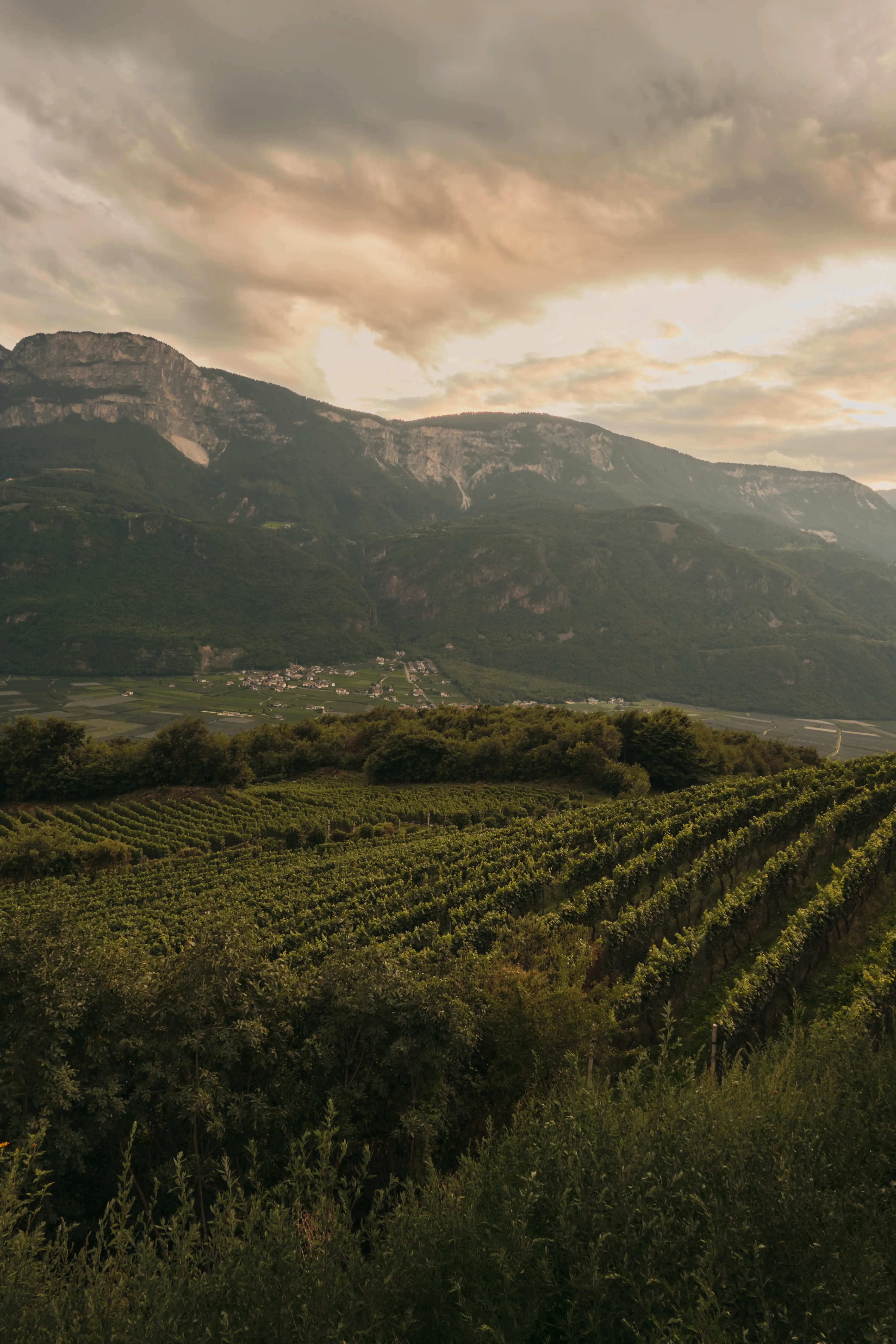 Weinberge bei Anima Suites in Terlan